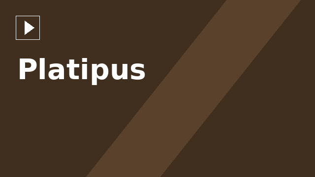 Platipus